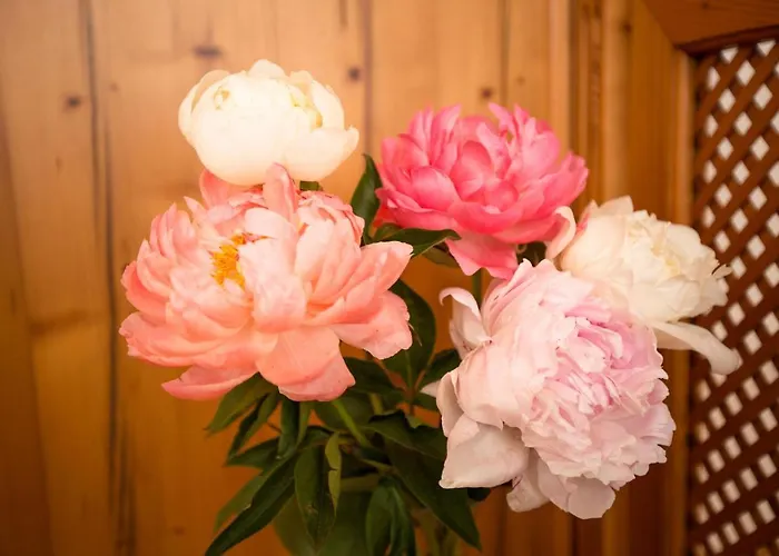 Bed & Breakfast Knoll